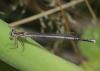 Platycnemis pennipes